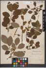 Foto von Salix caprea L.